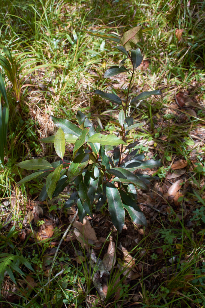 Syzygium vaughanii - Maurice