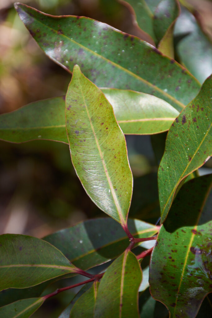 Syzygium vaughanii - Maurice