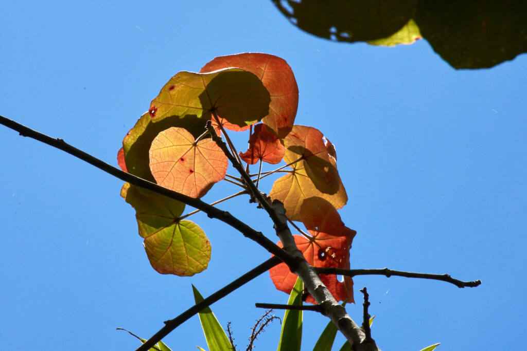 Hibiscus columnaris - Maurice
