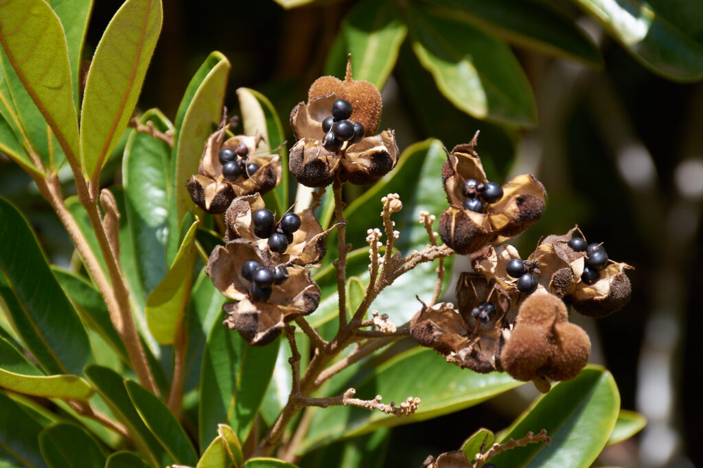Cossinia pinnata - Maurice
