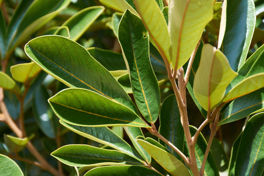 Cossinia pinnata - Maurice