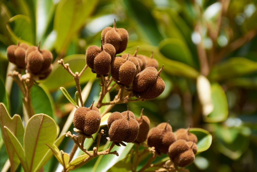 Cossinia pinnata - Maurice