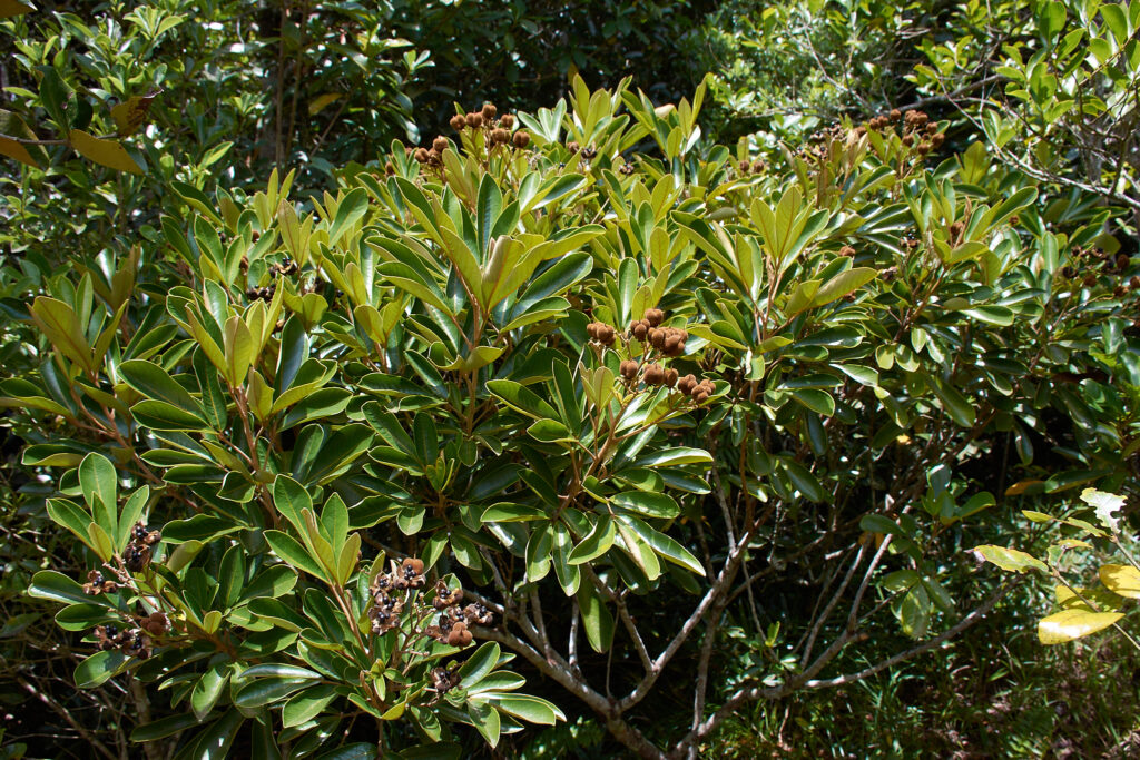 Cossinia pinnata - Maurice