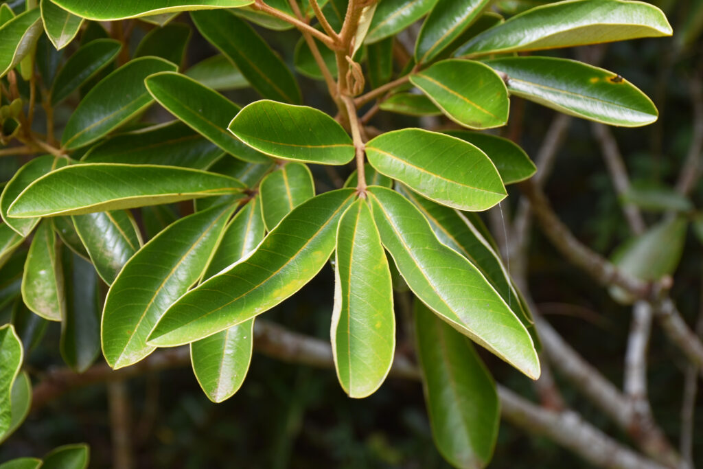 Cossinia pinnata - Maurice