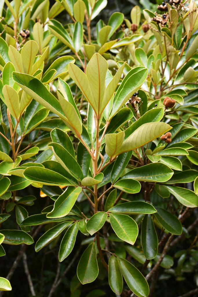 Cossinia pinnata - Maurice