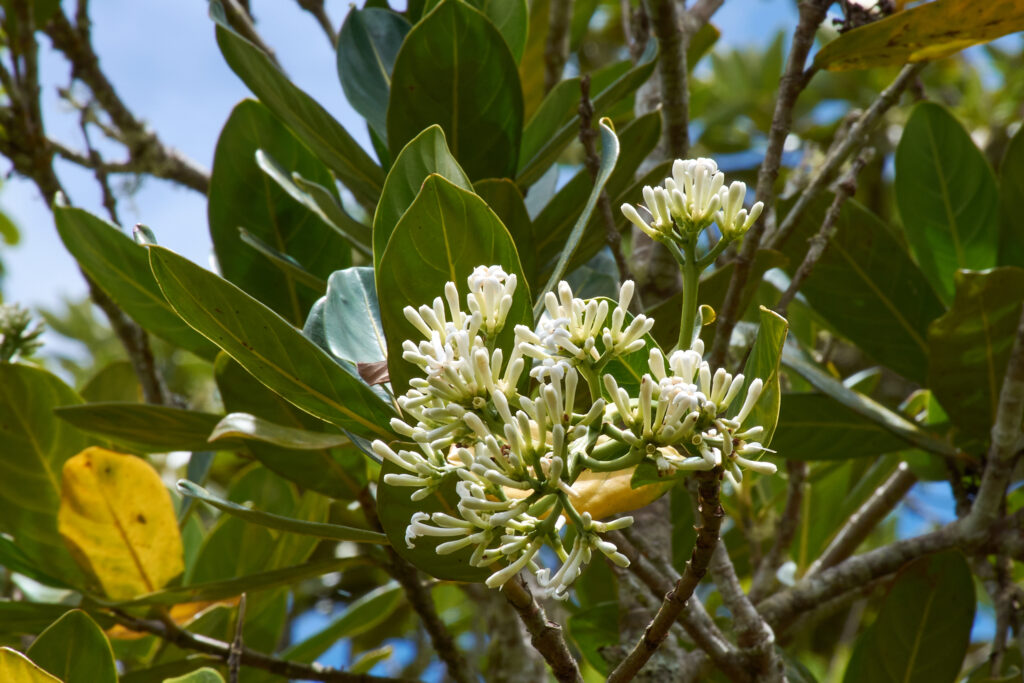 Gaertnera psychotrioides - Maurice