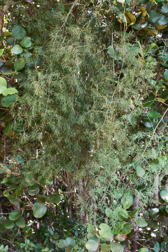 Asparagus umbellulatus - Maurice
