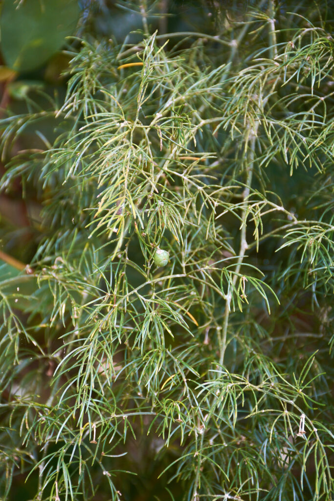 Asparagus umbellulatus - Maurice