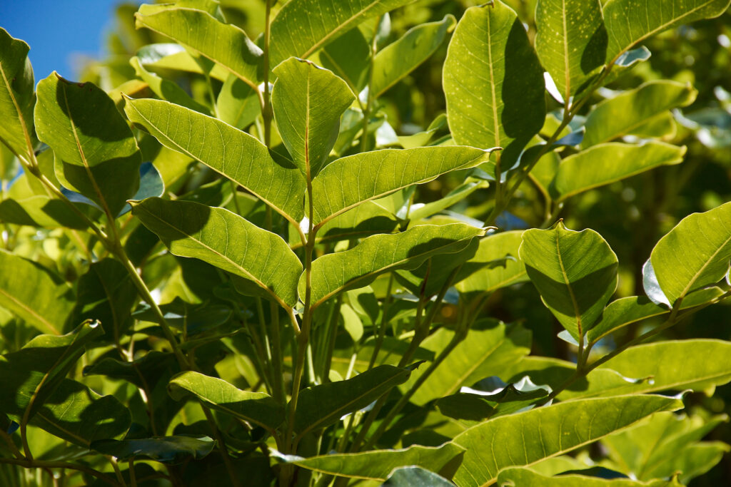 Polyscias gracilis - Maurice