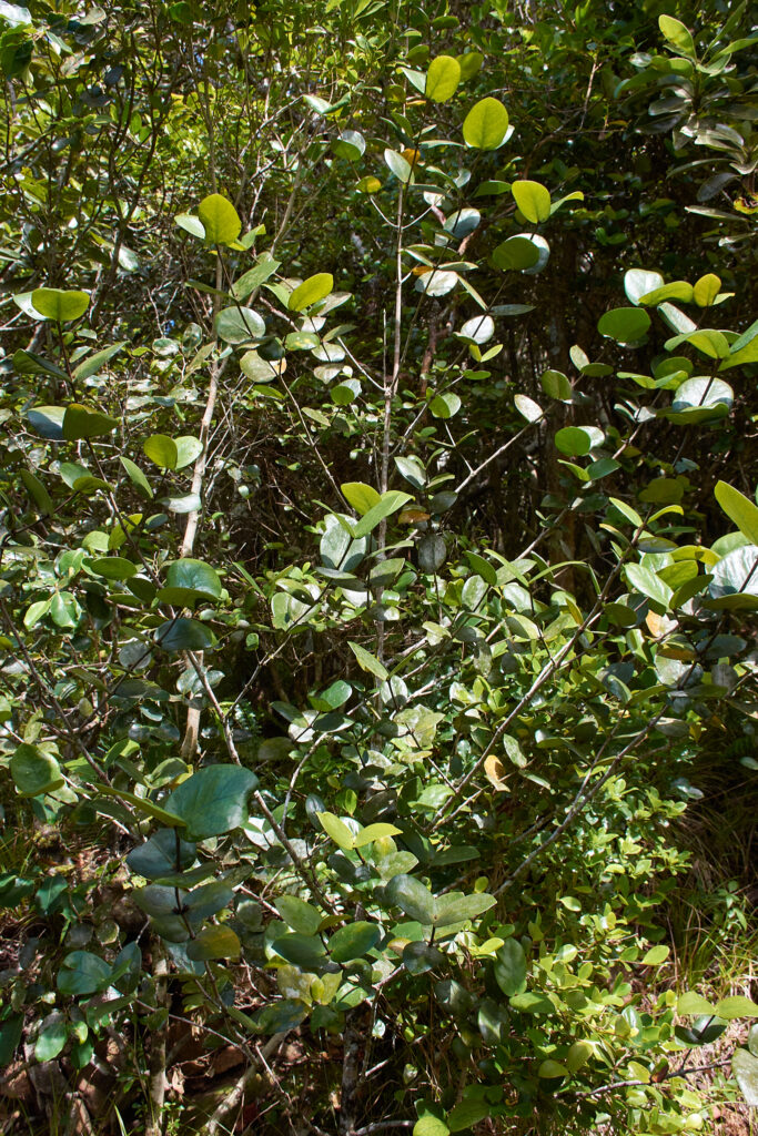 Pyrostria fasciculata - Maurice