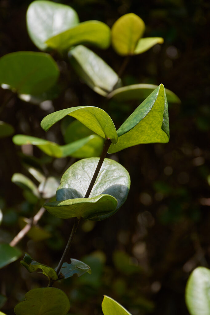  Pyrostria fasciculata - Maurice