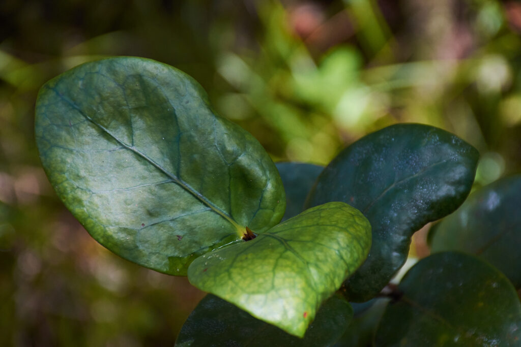 Pyrostria fasciculata - Maurice