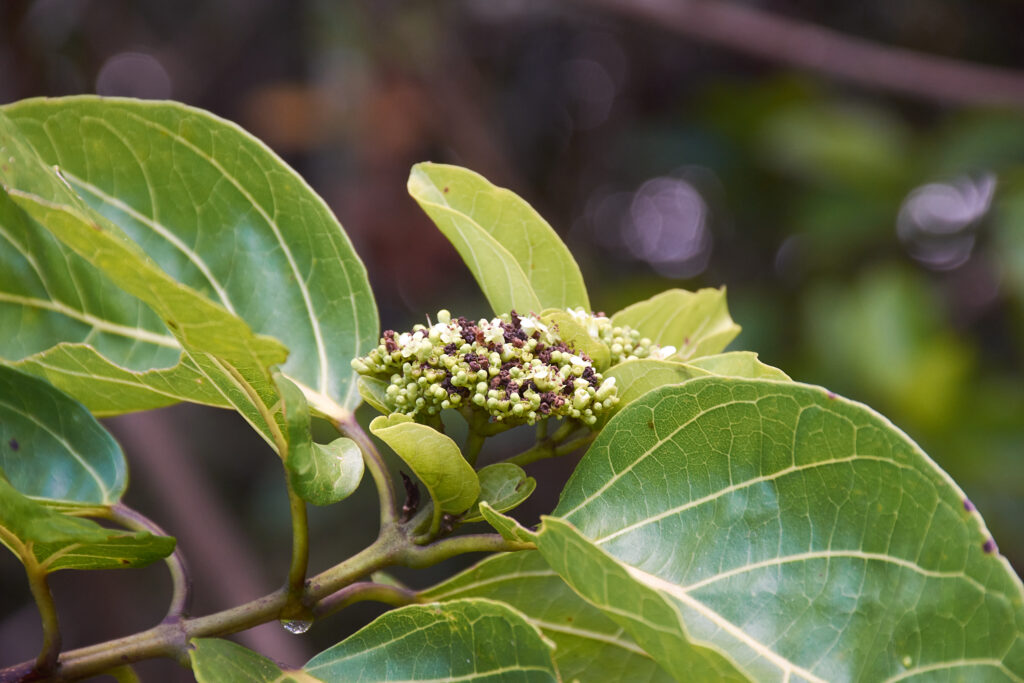 Premna serratifolia - Maurice