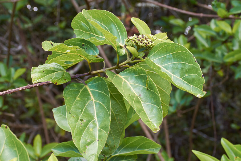 Premna serratifolia - Maurice