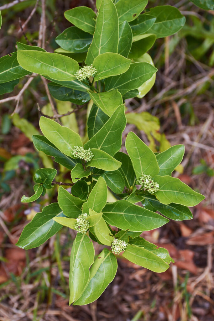 Premna serratifolia - Maurice