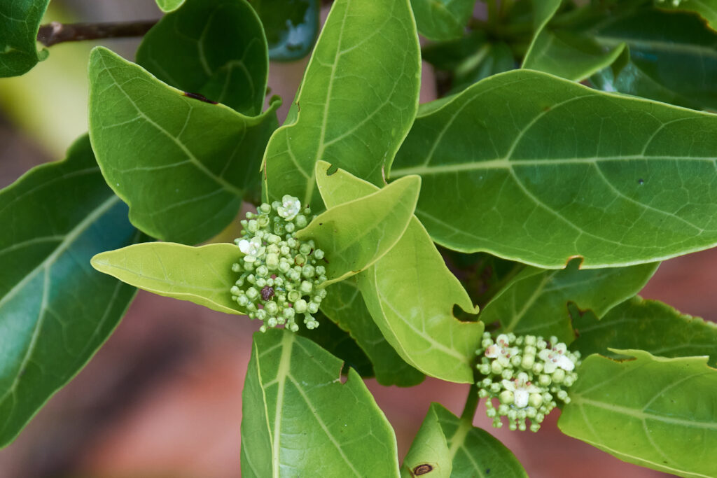 Premna serratifolia - Maurice