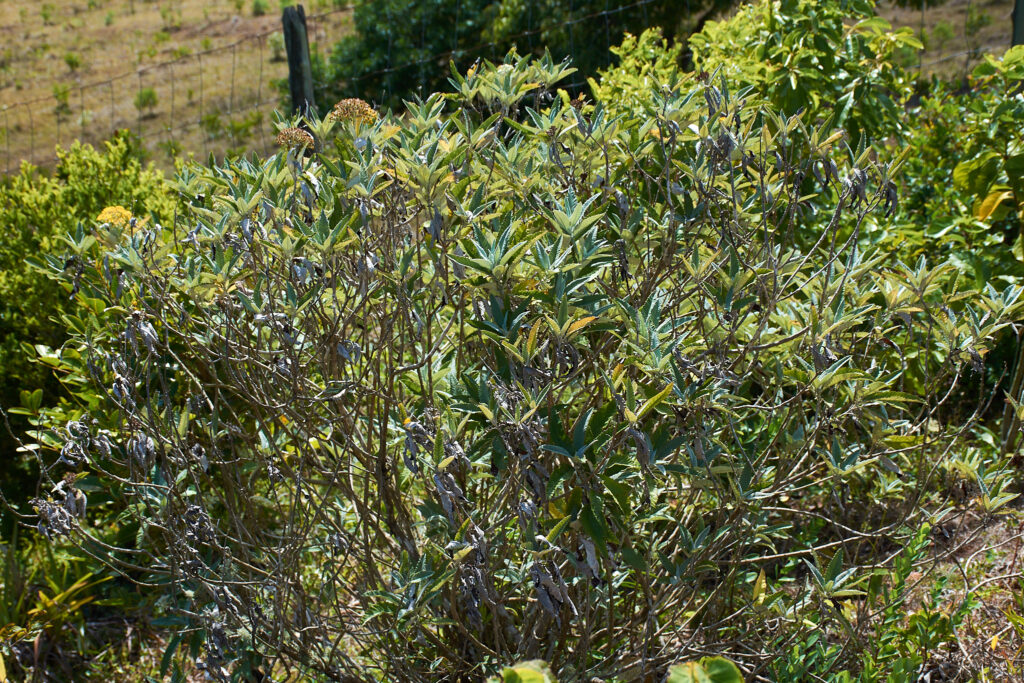 Senecio lamarckianus - Maurice