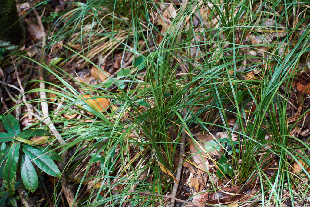 Carex brunnea - Maurice