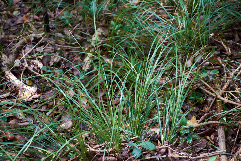 Carex brunnea - Maurice