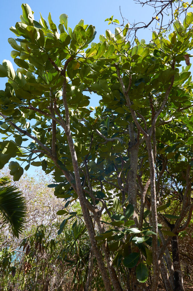 Polyscias maraisiana -vMaurice
