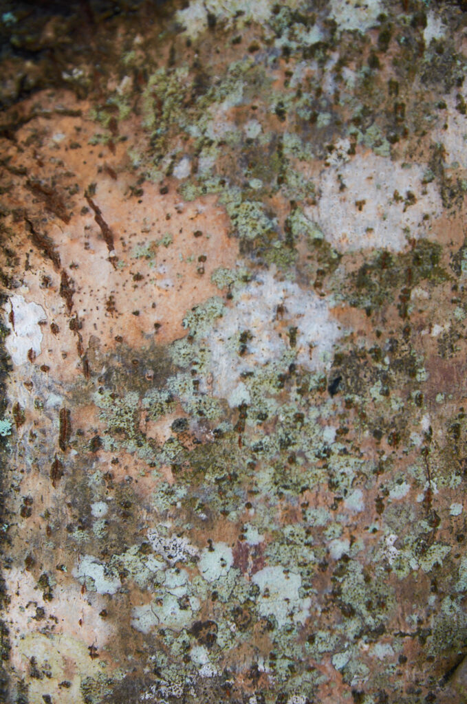 Polyscias maraisiana - Maurice