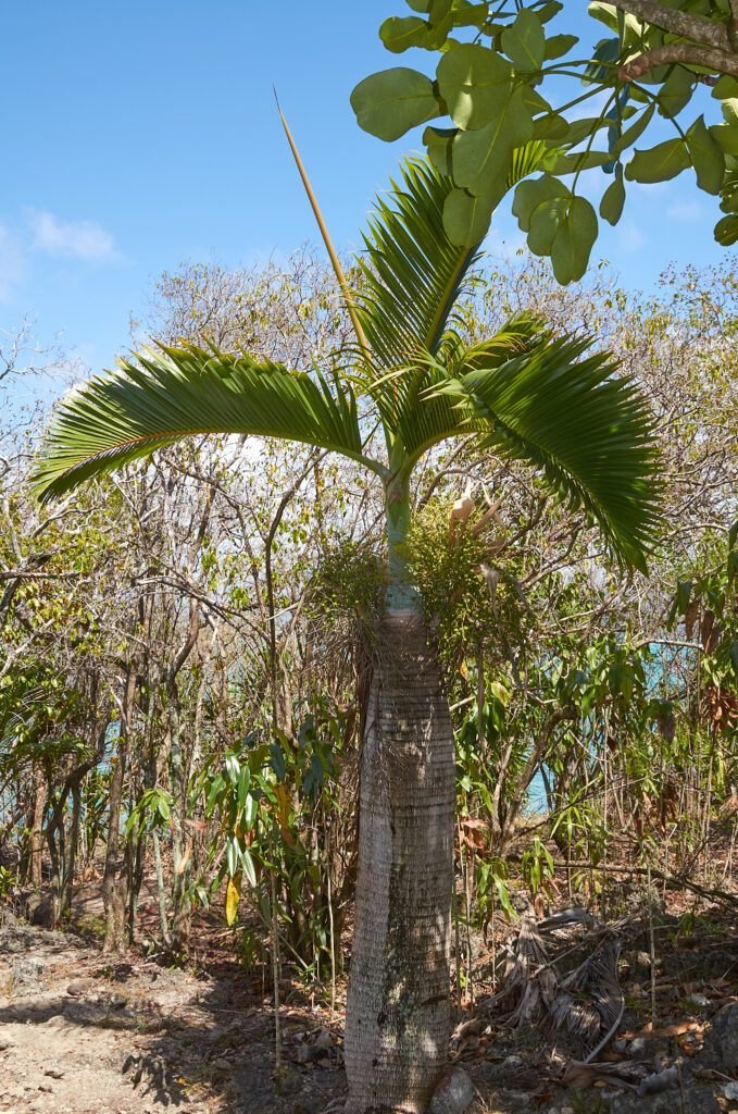Hyophorbe lagenicaulis - Maurice