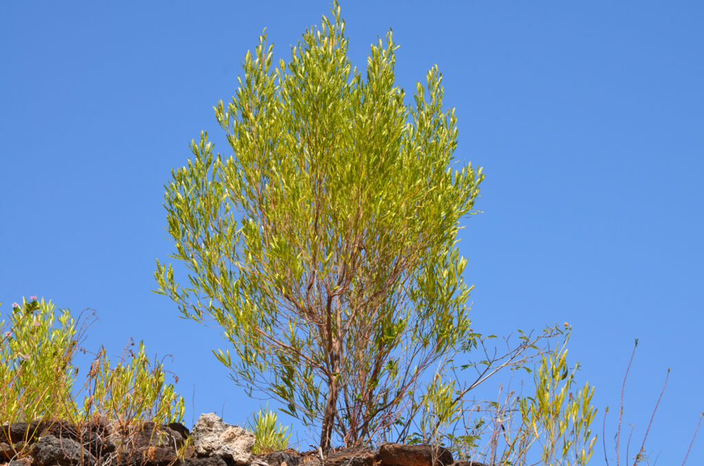 Dodonaea viscosa - Maurice
