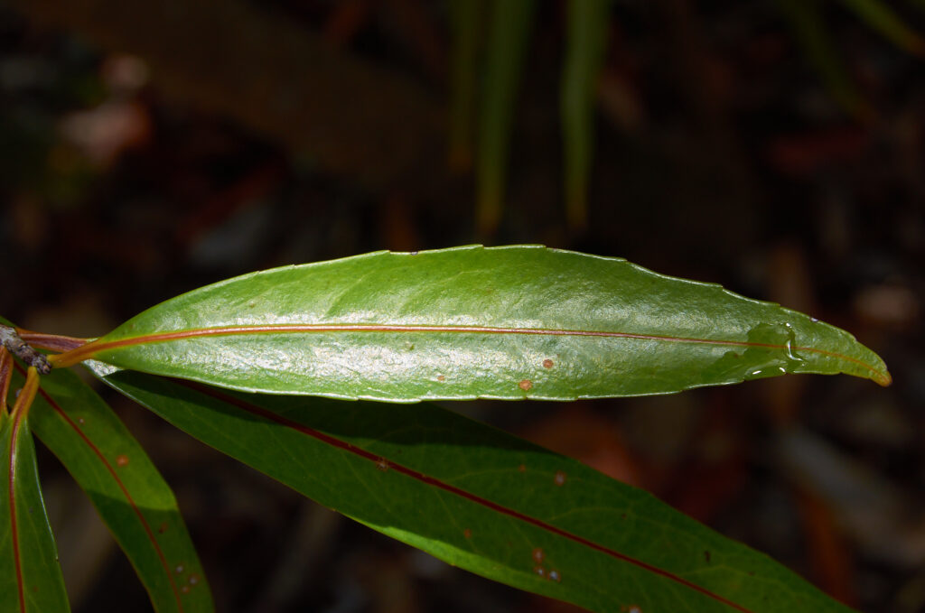 Coptosperma borbonicum - Maurice