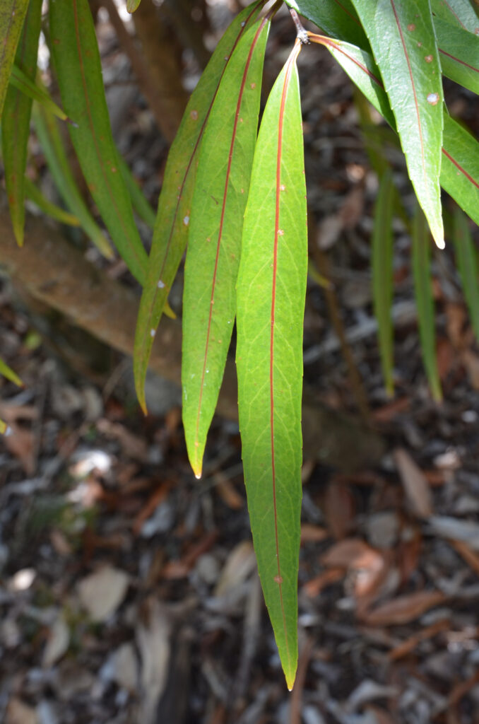 Coptosperma borbonicum - Maurice