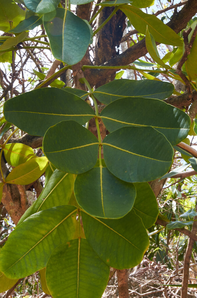 Polyscias maraisiana - Maurice