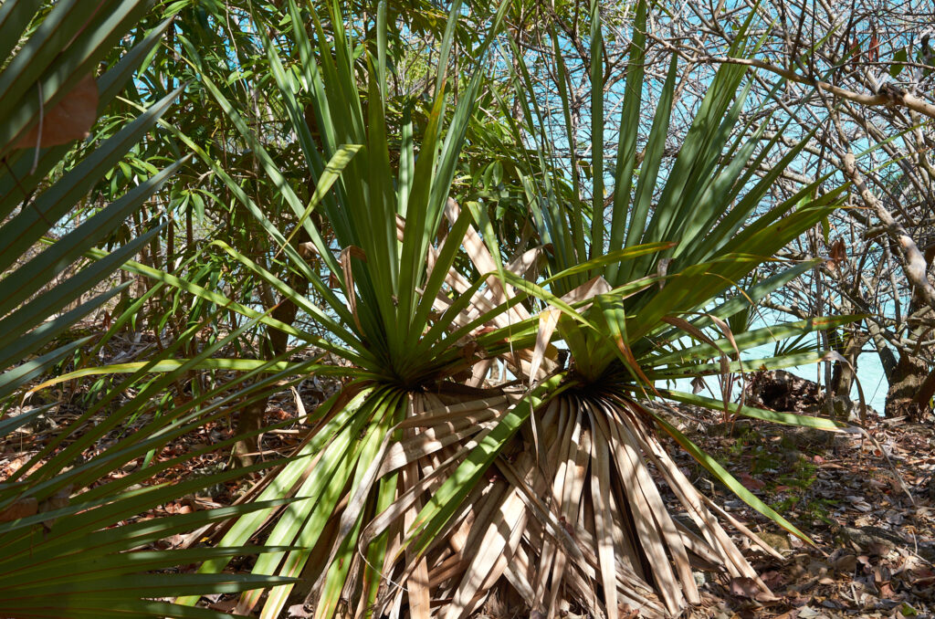 Pandanus vandermeeschii - Maurice