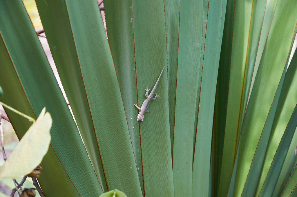 Pandanus vandermeeschii - Maurice