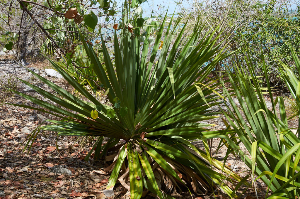 Pandanus vandermeeschii - Maurice