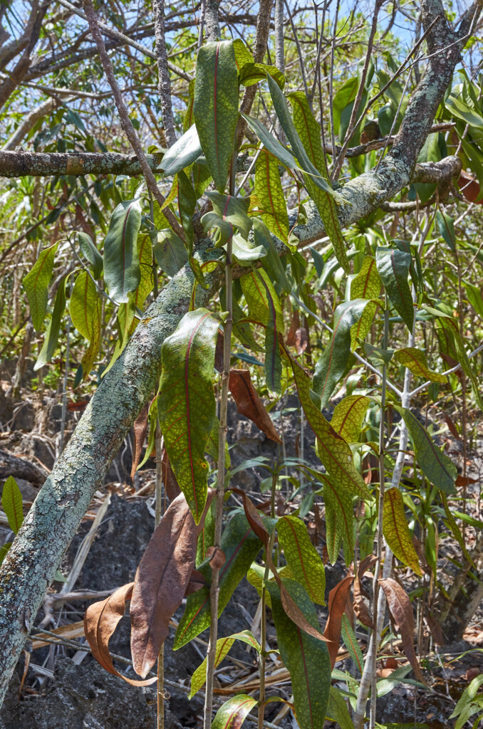 Coptosperma borbonicum - Maurice
