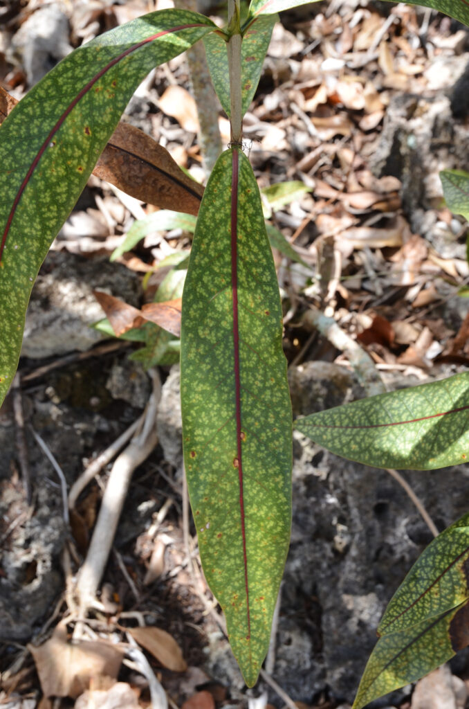 Coptosperma borbonicum - Maurice