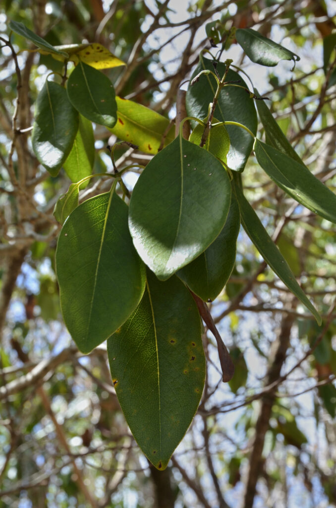 Coptosperma borbonicum - Maurice