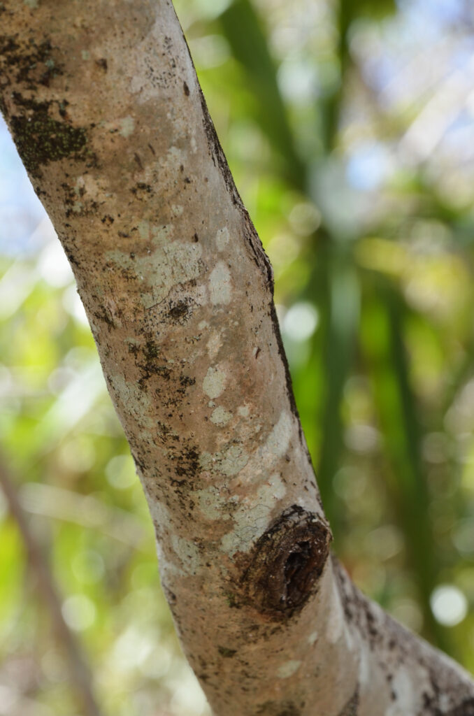 Coptosperma borbonicum - Maurice
