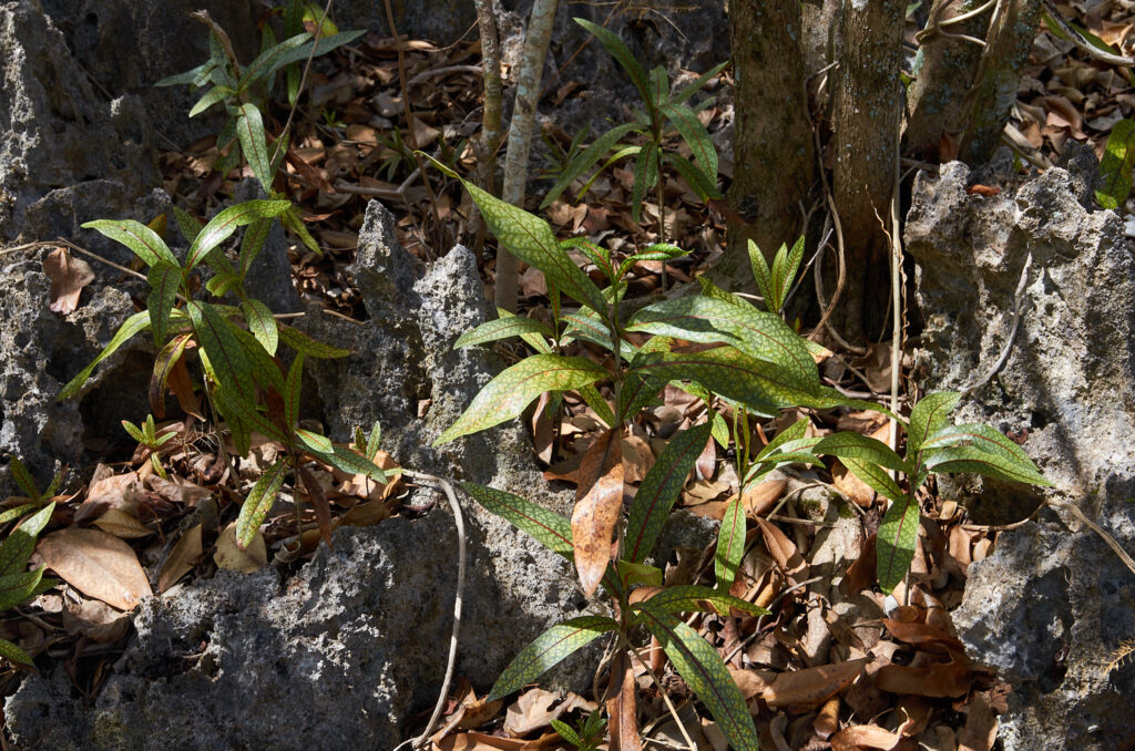 Coptosperma borbonicum - Maurice