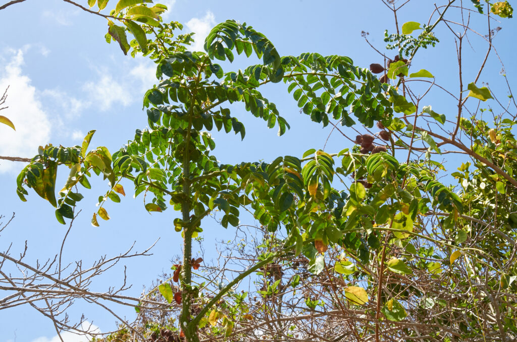 Guilandina bonduc - Maurice