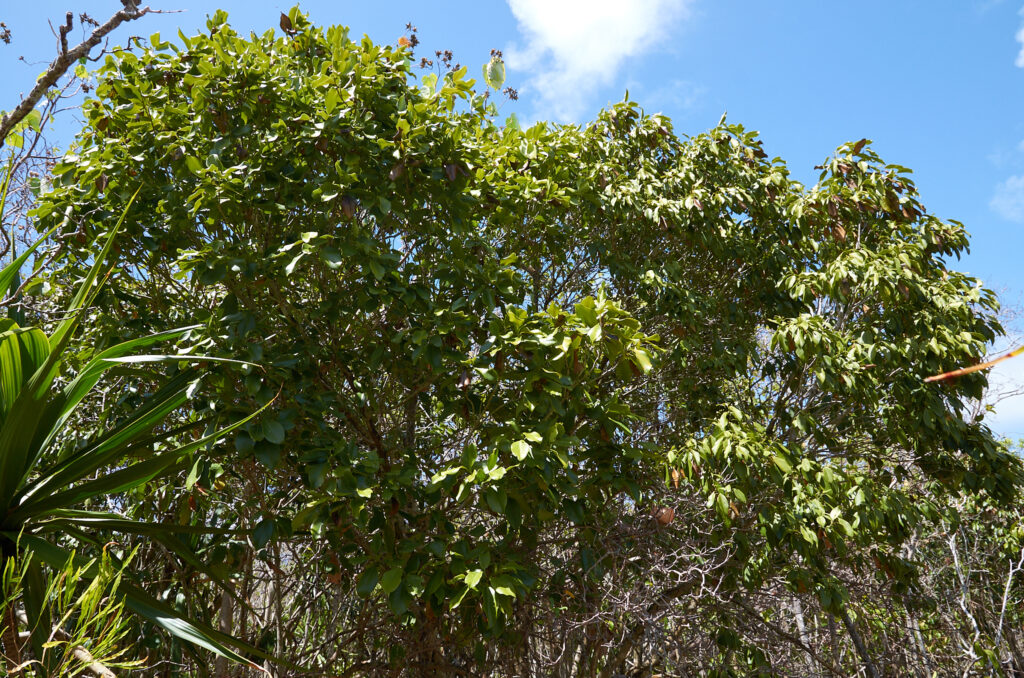 Coptosperma borbonicum - Maurice