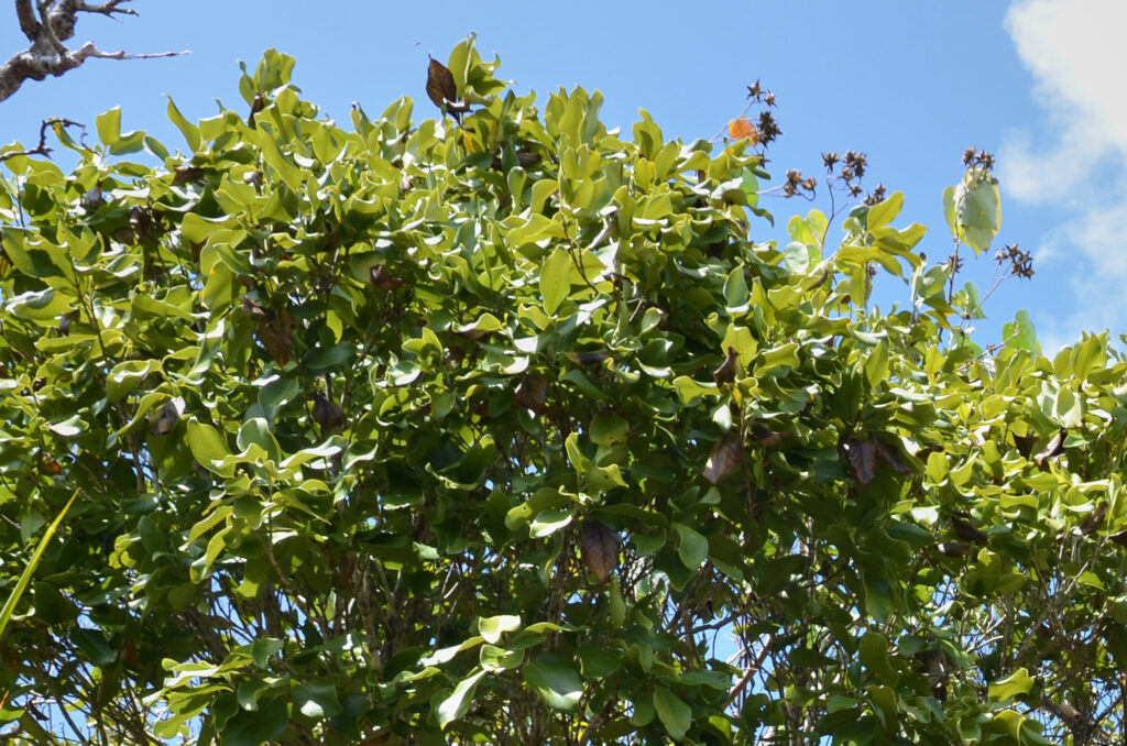 Coptosperma borbonicum - Maurice
