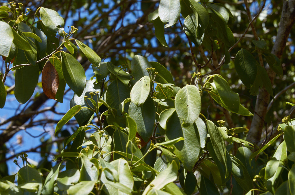 Coptosperma borbonicum - Maurice