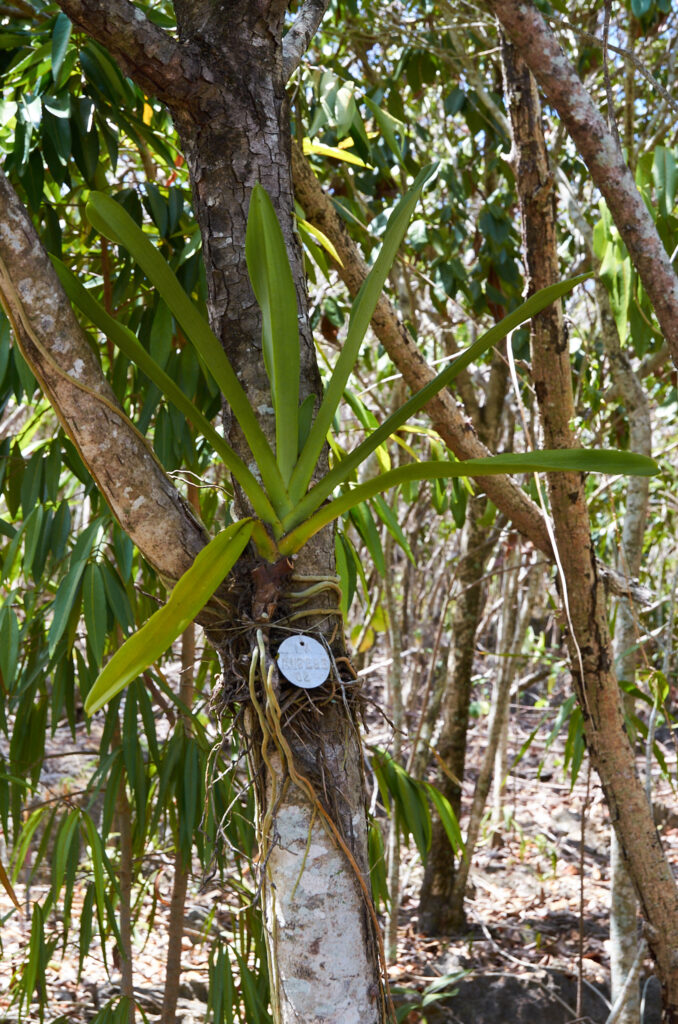 Angraecum eburneum - Maurice