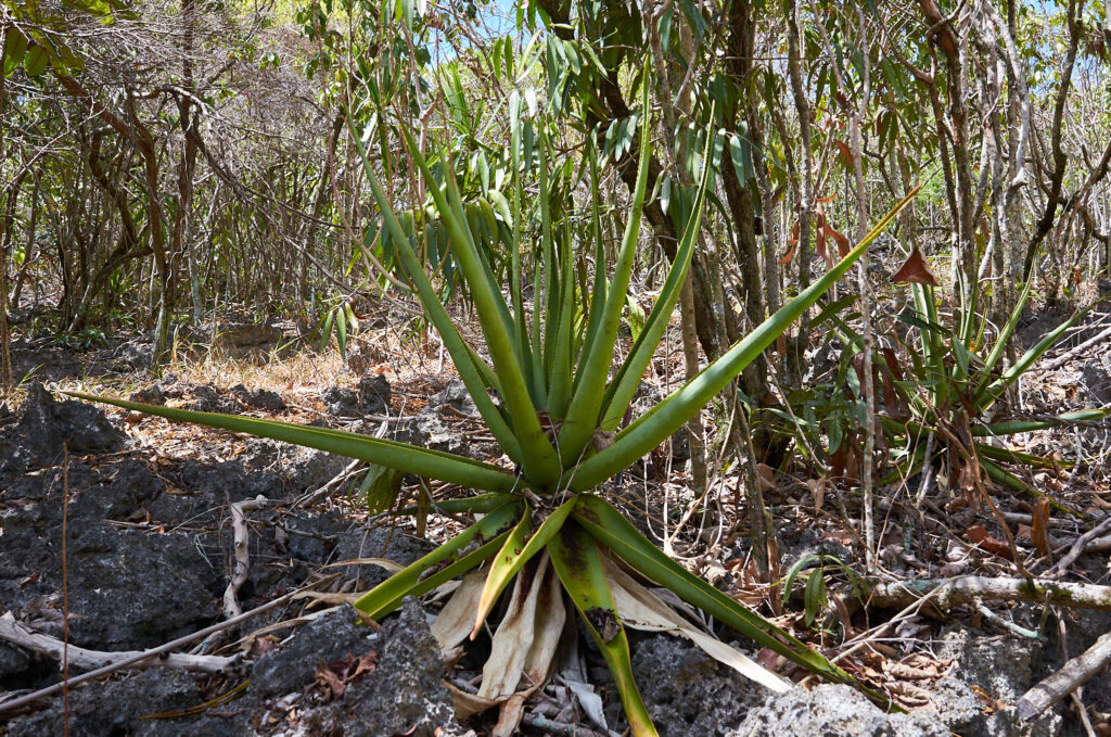 Aloe tormentorii - Maurice