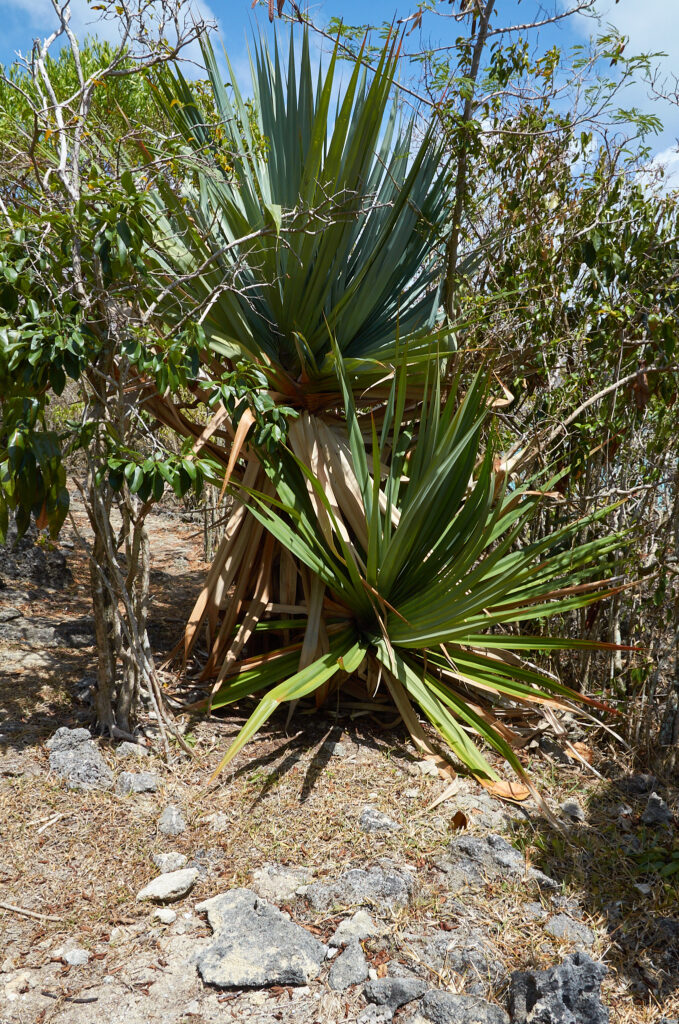 Pandanus vandermeeschii - Maurice