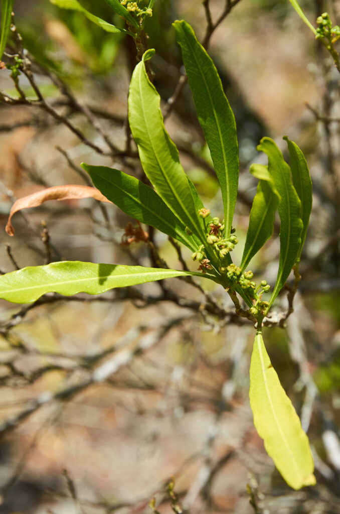 Dodonaea viscosa - Maurice