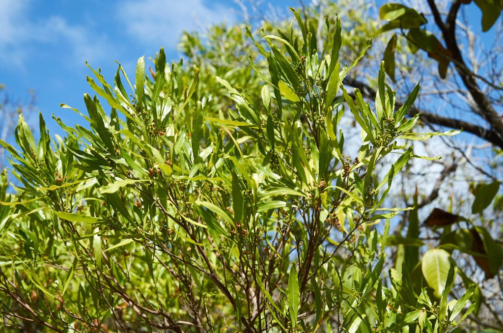 Dodonaea viscosa - Maurice