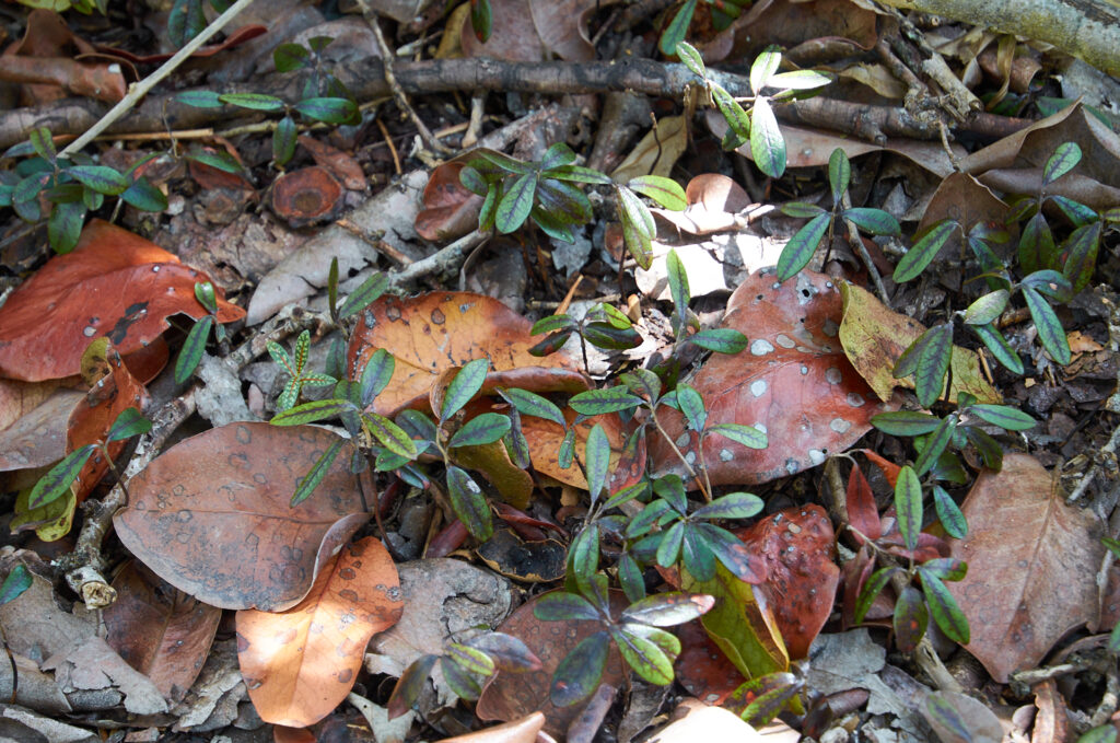 Diospyros egrettarum - Maurice