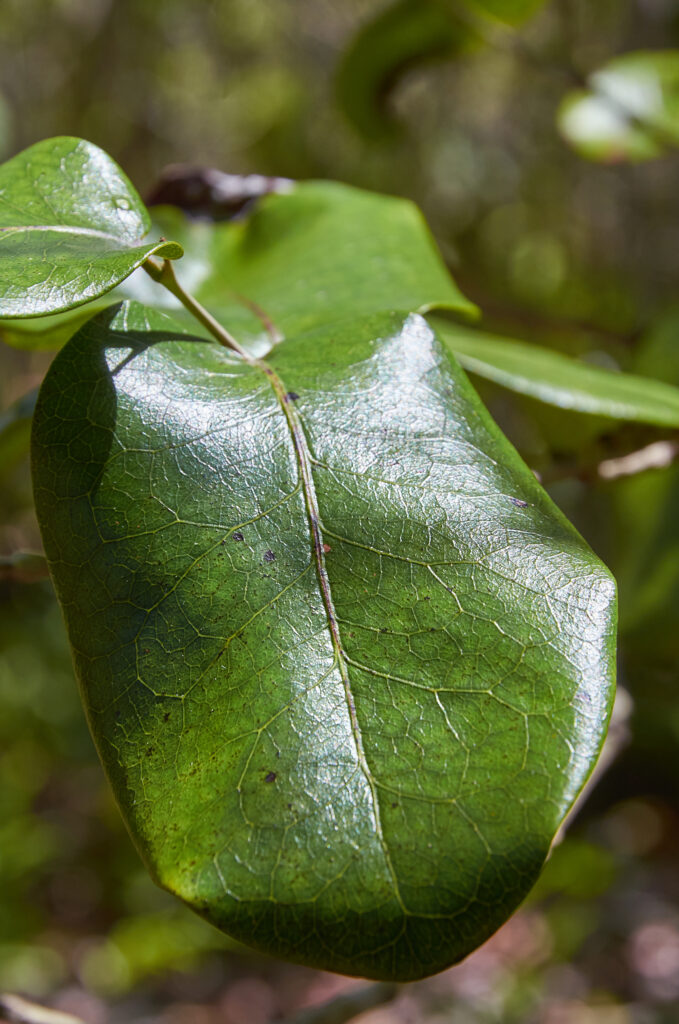 Diospyros egrettarum - Maurice