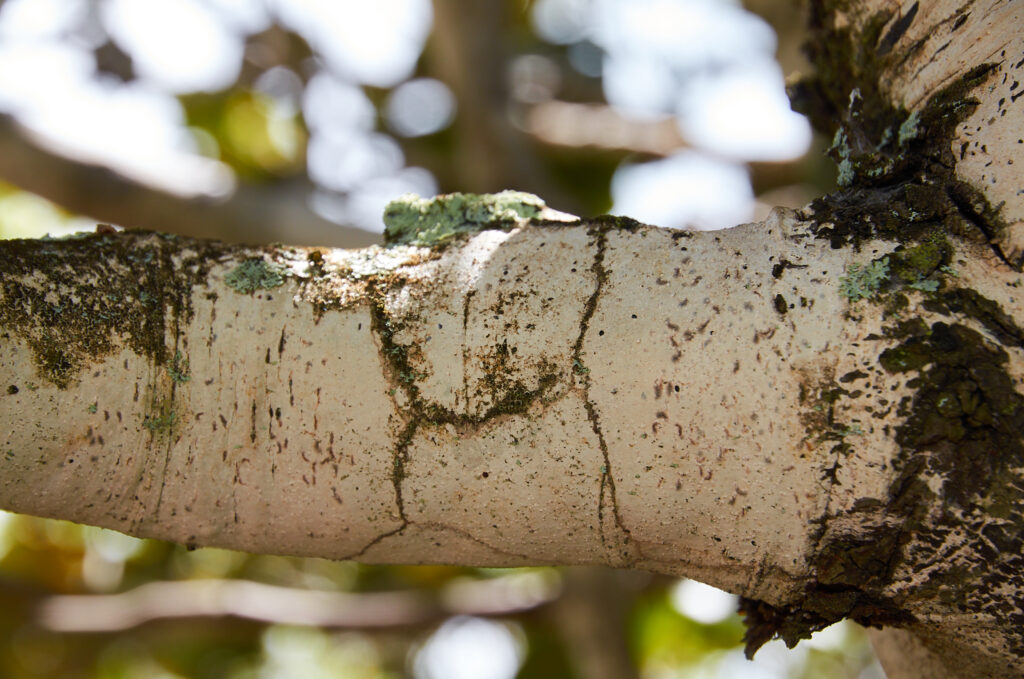 Diospyros egrettarum - Maurice
